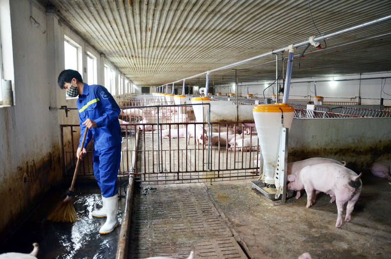 Ứng dụng phân rắn sau khi tách – biến chất thải thành lợi nhuận