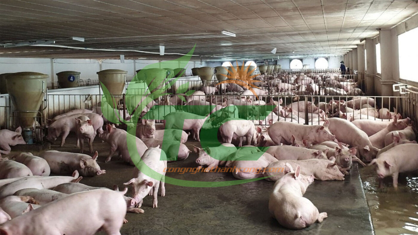 Vì sao trang trại hiện đại bắt buộc phải dùng máy tách phân?