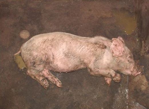 Các bệnh hay gặp khi nuôi lợn