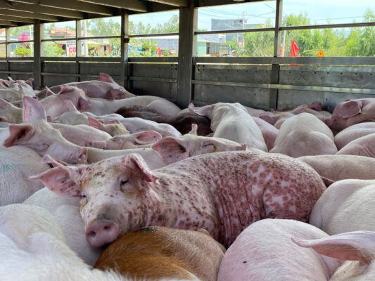 Các bệnh hay gặp khi nuôi lợn