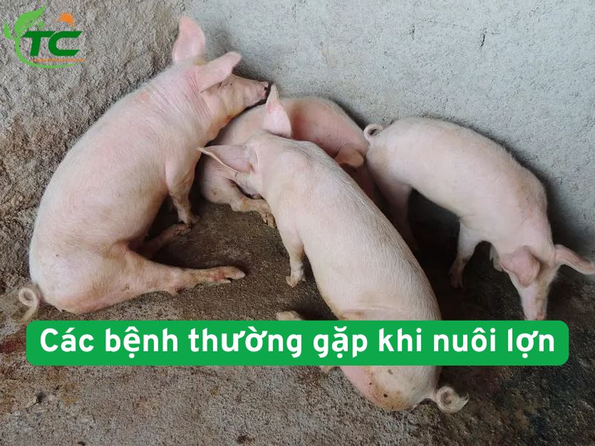 Các bệnh hay gặp khi nuôi lợn