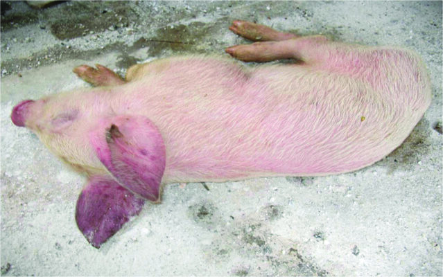 Các bệnh hay gặp khi nuôi lợn