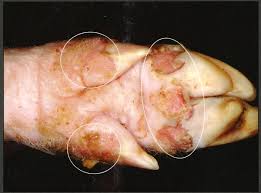 Các bệnh hay gặp khi nuôi lợn