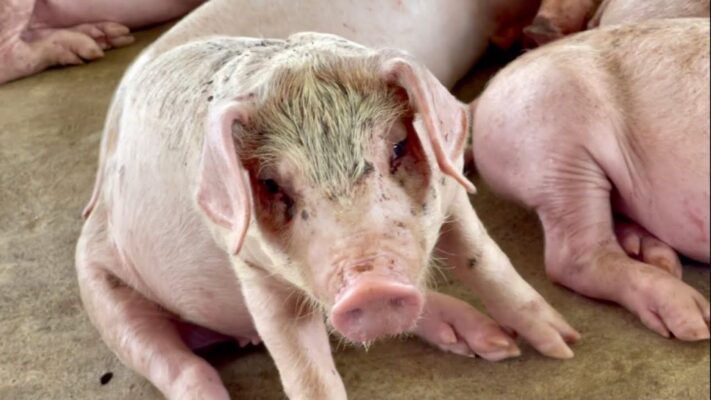 Các bệnh hay gặp khi nuôi lợn