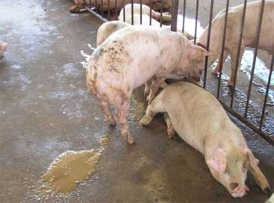 Các bệnh hay gặp khi nuôi lợn