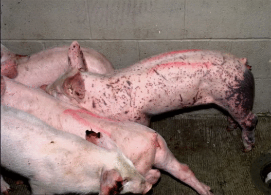 Các bệnh hay gặp khi nuôi lợn