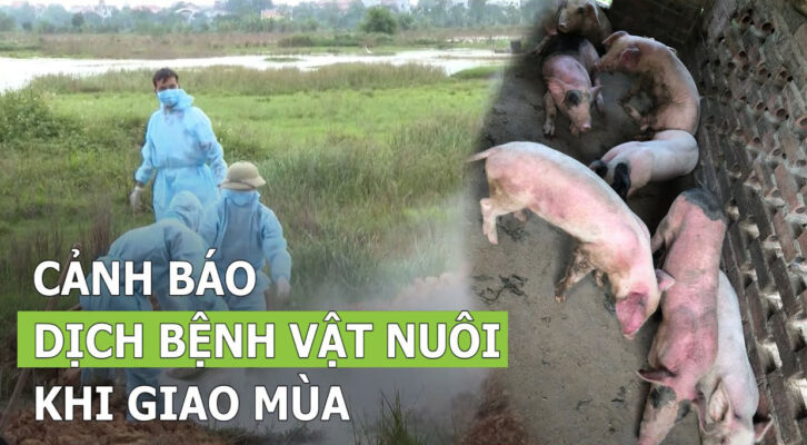 Bệnh thường gặp ở vật nuôi khi thời tiết thay đổi và biện pháp phòng chống hiệu quả