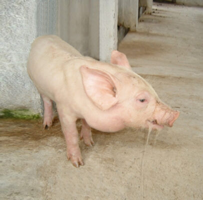 Bệnh thường gặp ở vật nuôi khi thời tiết thay đổi và biện pháp phòng chống hiệu quả