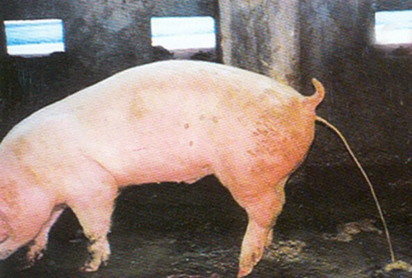 Bệnh thường gặp ở vật nuôi khi thời tiết thay đổi và biện pháp phòng chống hiệu quả