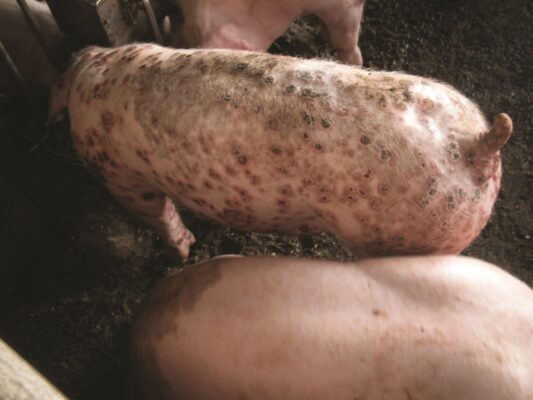 Bệnh thường gặp ở vật nuôi khi thời tiết thay đổi và biện pháp phòng chống hiệu quả