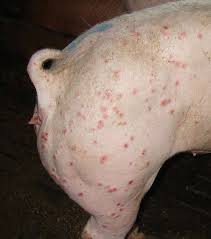 Bệnh thường gặp ở vật nuôi khi thời tiết thay đổi và biện pháp phòng chống hiệu quả