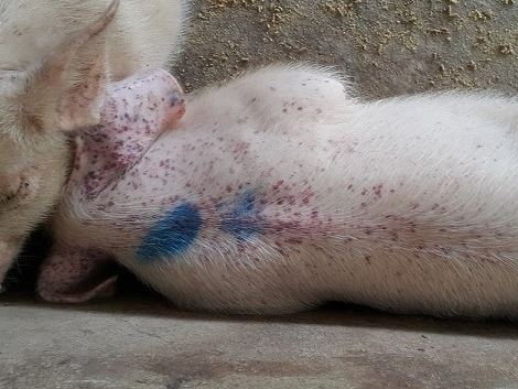 Dịch Tả Lợn Cổ Điển: Nguyên Nhân, Triệu Chứng, Cách Phòng Tránh