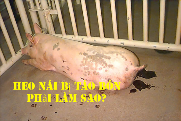 Táo bón ở heo nái: Nguyên nhân, dấu hiệu và cách phòng trị hiệu quả