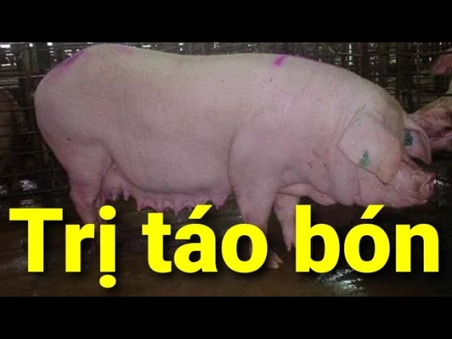 Táo bón ở heo nái: Nguyên nhân, dấu hiệu và cách phòng trị hiệu quả